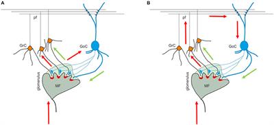 Granular layEr Simulator: Design and Multi-GPU Simulation of the Cerebellar Granular Layer